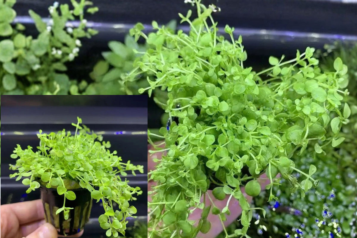 Micranthemum ‘Monte Carlo’ Live Aquatic Plant – Micranthemum tweediei