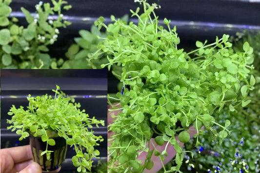 Micranthemum ‘Monte Carlo’ Live Aquatic Plant – Micranthemum tweediei
