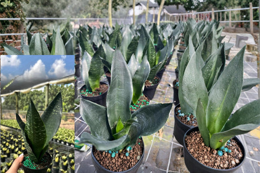 Sansevieria Black Dragon Snake Plant – 4" Live Houseplant