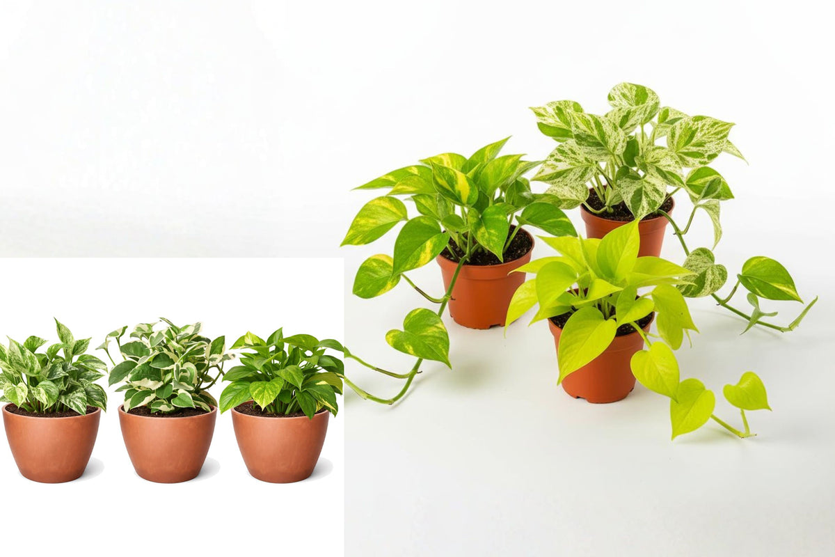 3 Live Houseplants in 4 Inch Pots, Choose Your Pothos or Plant Variety, Indoor Starter Plant Gift Set