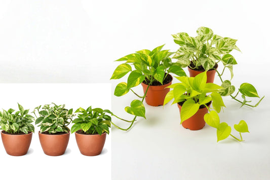 3 Live Houseplants in 4 Inch Pots, Choose Your Pothos or Plant Variety, Indoor Starter Plant Gift Set