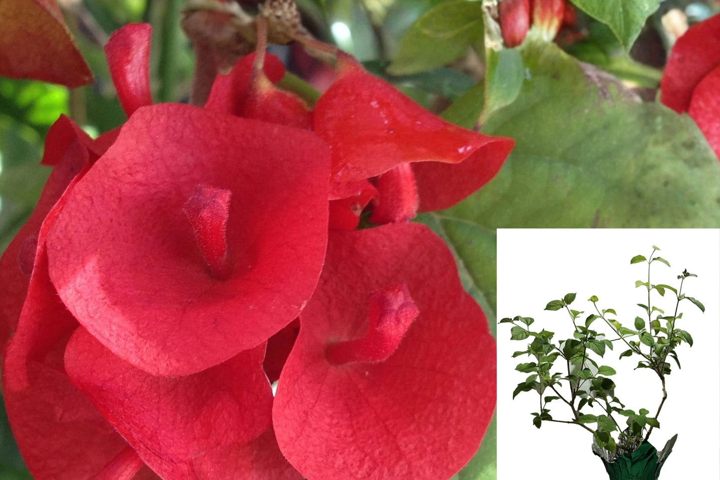 Red Mandarin Hat Live Plant – 1 Starter Plant – Holmskioldia Vine
