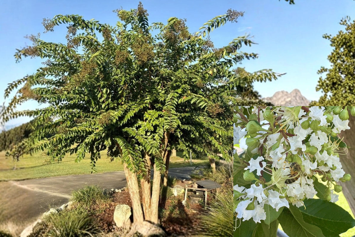 White Crape Myrtle 10 Root Cuttings – 3–5 Inch – Lagerstroemia indica