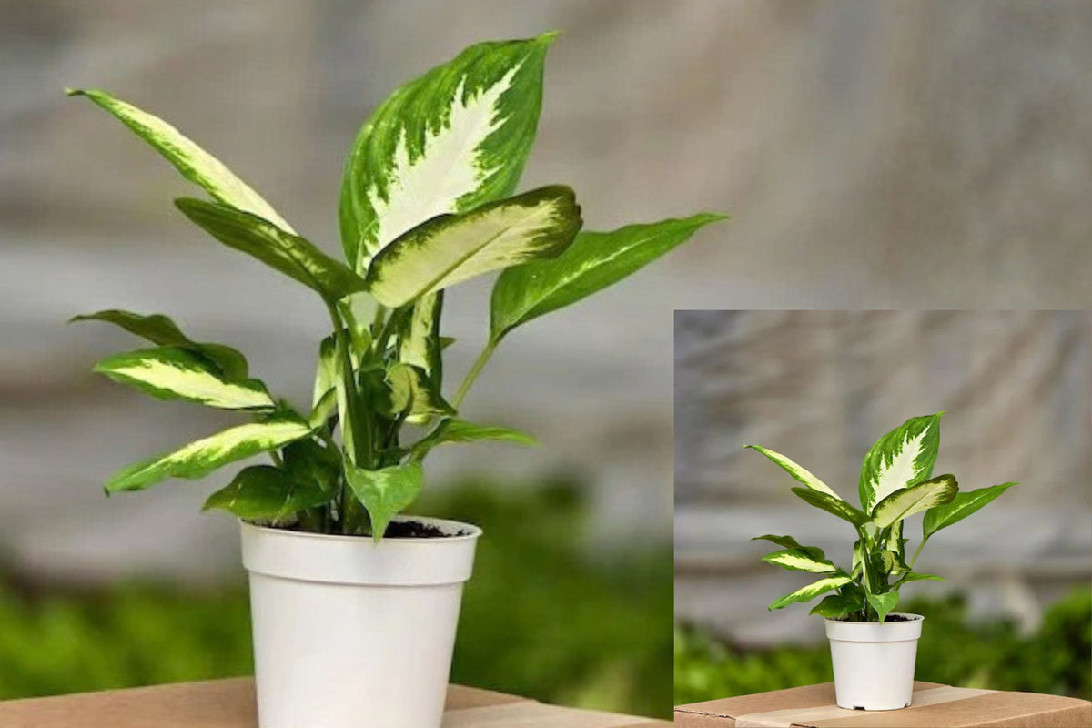 Dieffenbachia Camille 1 Live Plant – 3 Inch – Indoor Houseplant