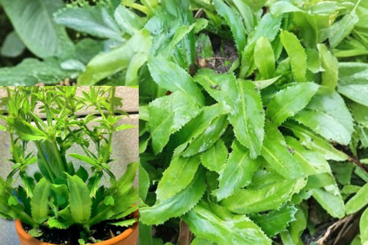 Culantro 6 Live Plants – Eryngium foetidum – Fresh Herb Plant