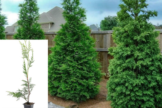 Murray Cypress Live Evergreen Tree, 6–12 Inch Plant in 2.5 Inch Pot, Privacy Hedge and Outdoor Screening Tree