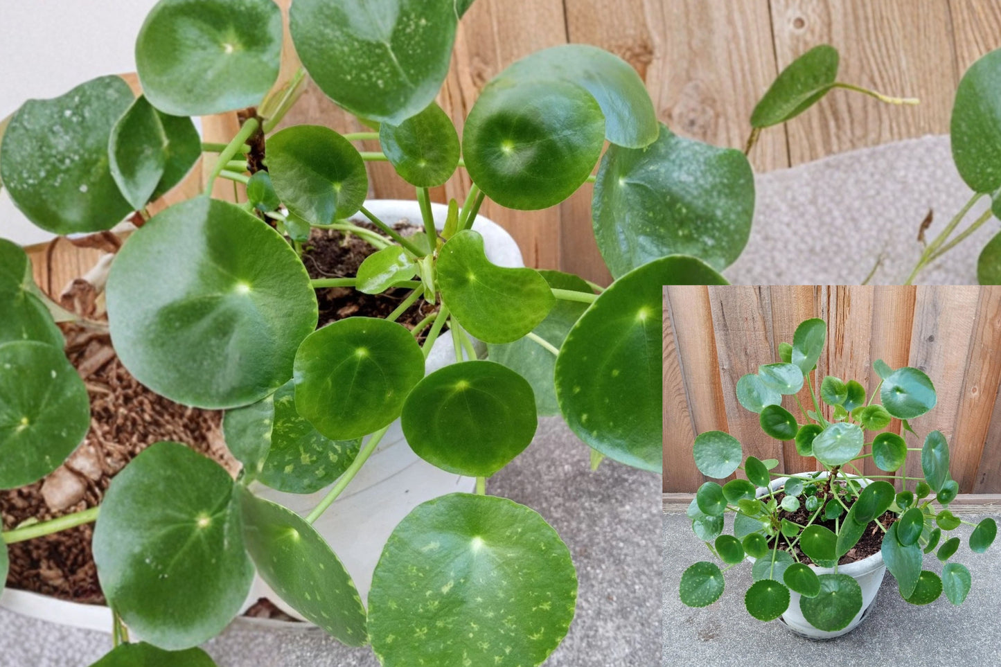 Chinese Money Plant 1 Live Plant Plug – Pilea peperomioides – Evergreen Houseplant