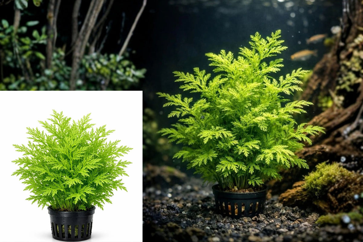 Water Sprite Indian Fern Live Aquarium Plant – Ceratopteris thalictroides