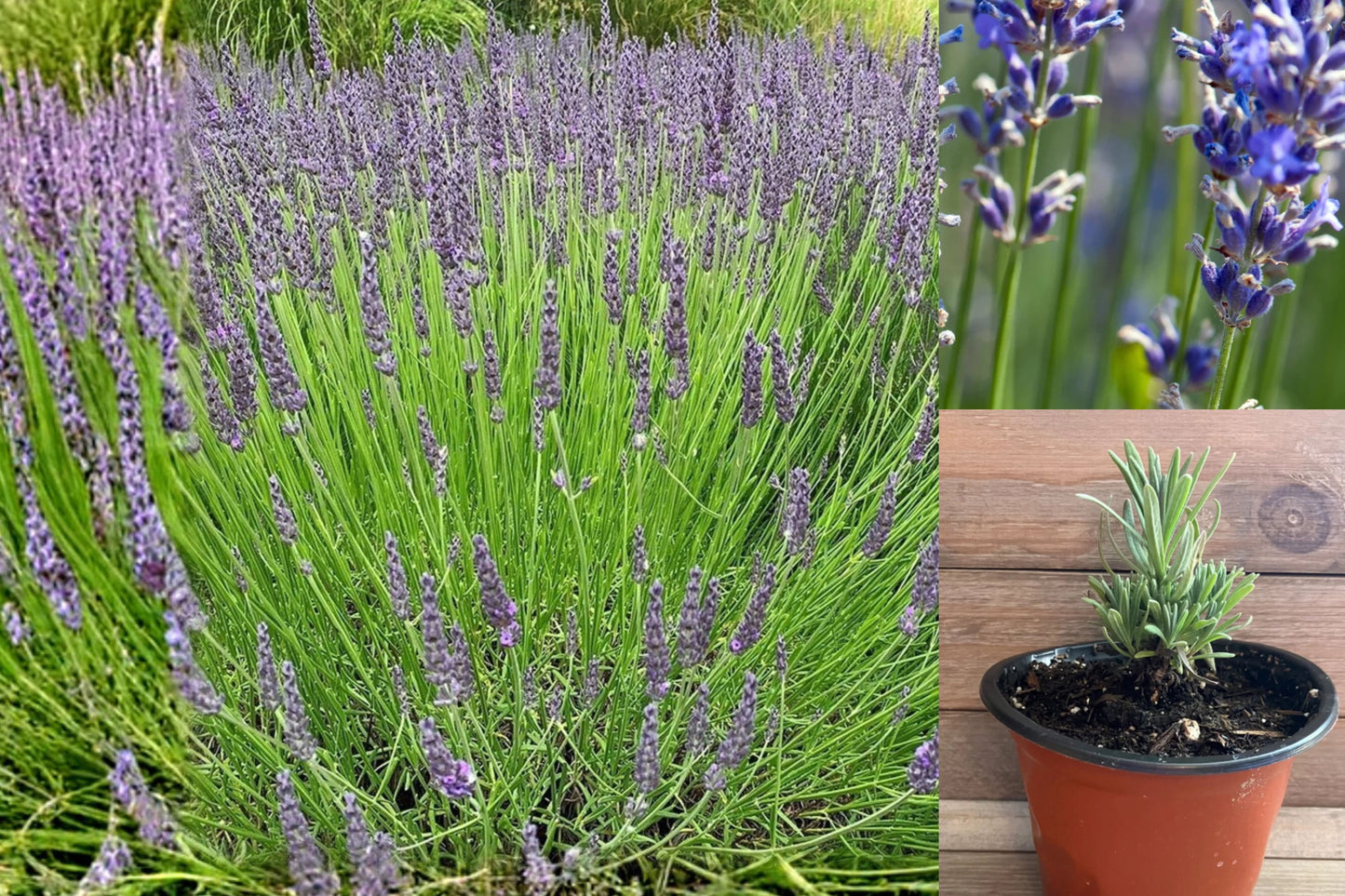 Lavender Live Plant – 4 Inch Pot – French or English Lavender