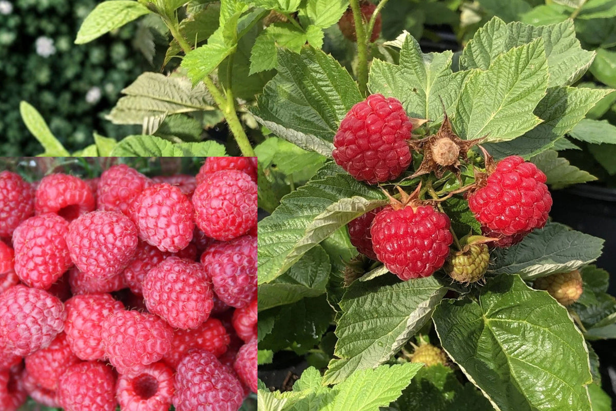 Prelude Everbearing Red Raspberry Live Plant – 1 Bare-Root Starter – Rubus idaeus