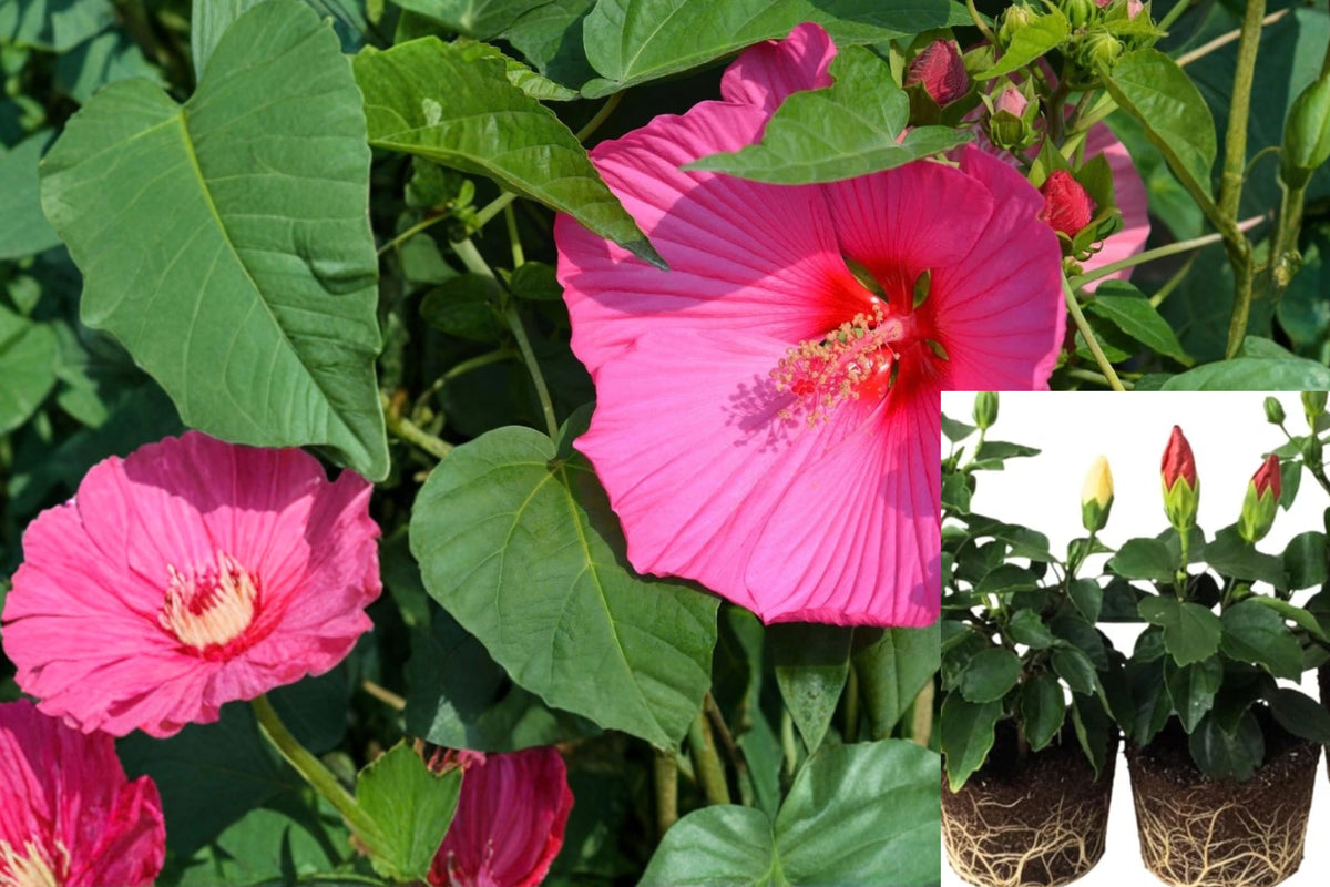 Pink Hibiscus Live Plant – 5–9 Inches Tall – Hibiscus sp. – Zones 9–11