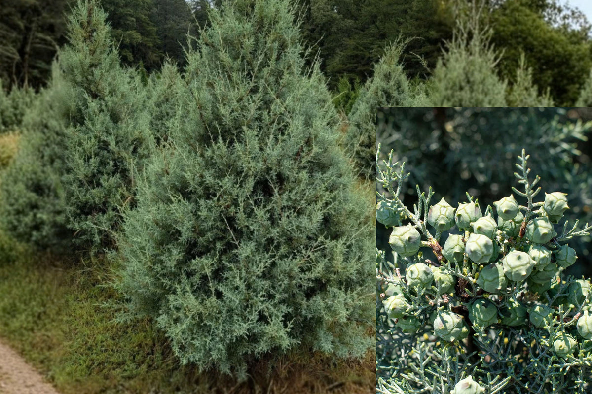 Carolina Cypress 2 Live Plants – 6 Inches Tall – Cupressus