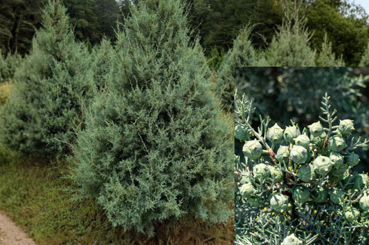 Carolina Cypress 2 Live Plants – 6 Inches Tall – Cupressus