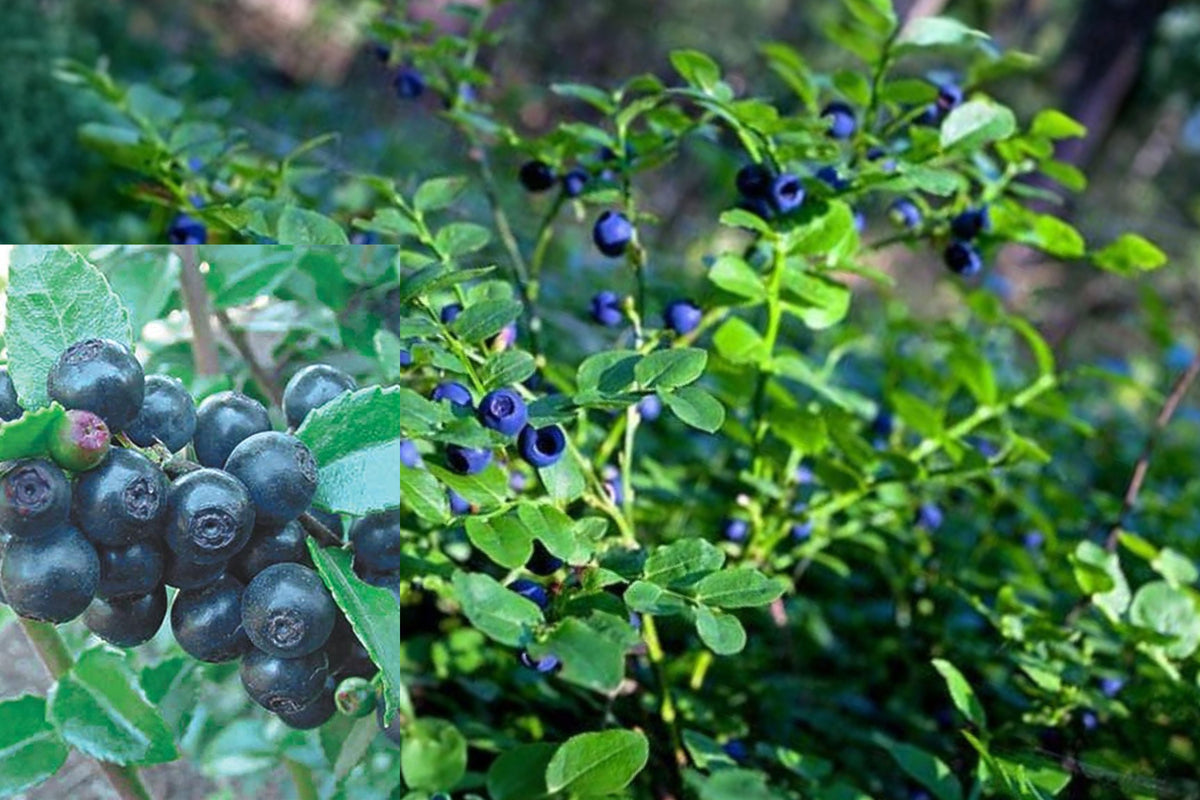 Wild Huckleberry Live Plant, 3–6 Inch Berry Shrub, 3 Inch Pot, Vaccinium Starter Plant, Edible Garden and Woodland Plant