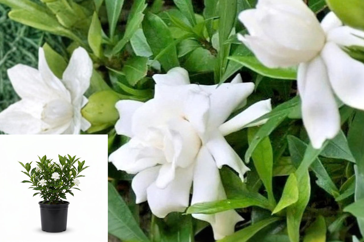 Gardenia ‘Radicans’ Live Plant – 1 White Flowering Bush – 6" – Gardenia jasminoides