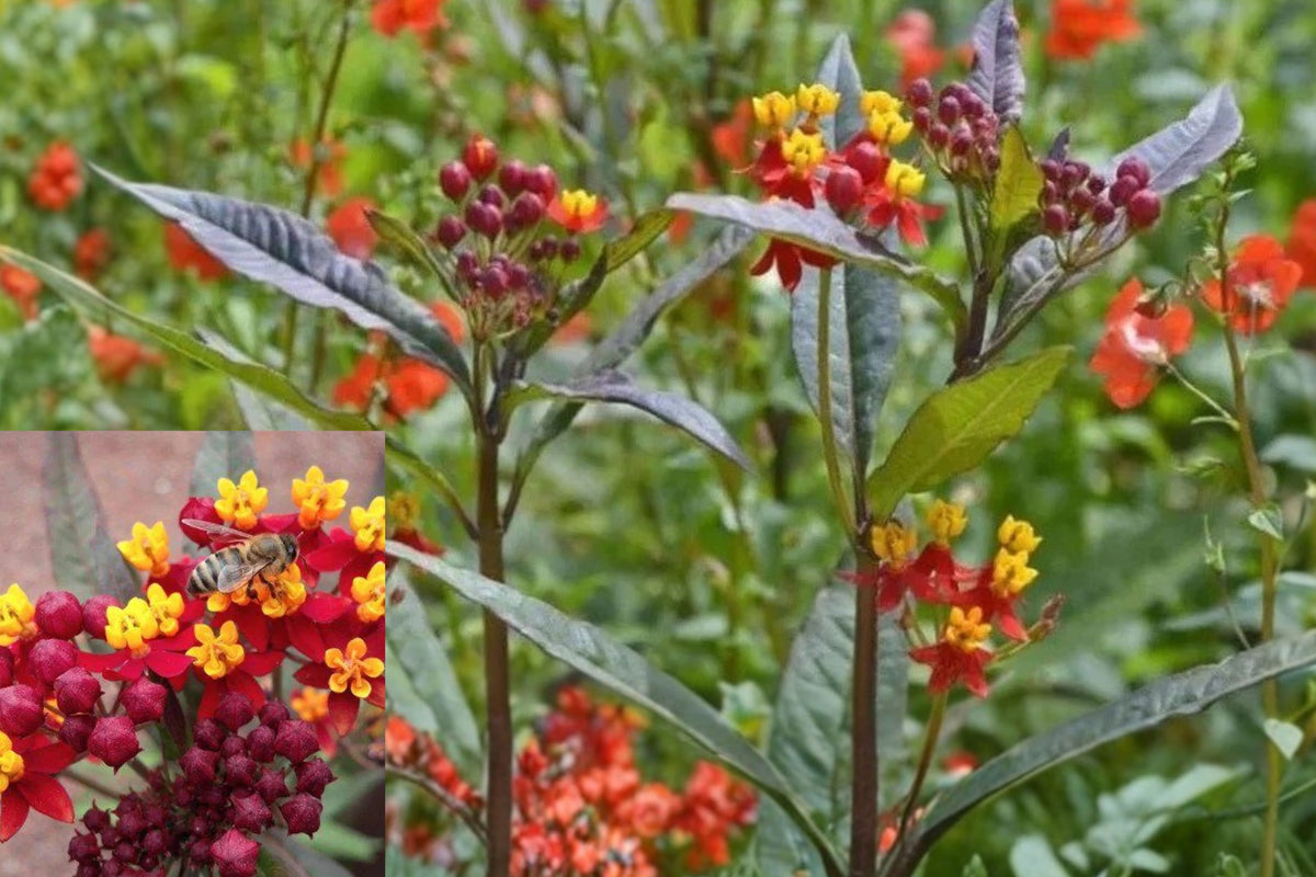 2 Silky Red Milkweed Live Plants, Asclepias Curassavica Bare Root, Red Orange Butterfly Garden Flowers, Monarch Host Plant