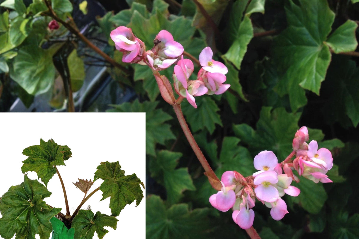 Hercules Begonia Live Plant – 1 Starter Plant – Begonia heracleifolia