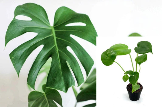 Monstera Deliciosa 1 Live Rooted Plant – 10–12 Inch – Swiss Cheese Plant