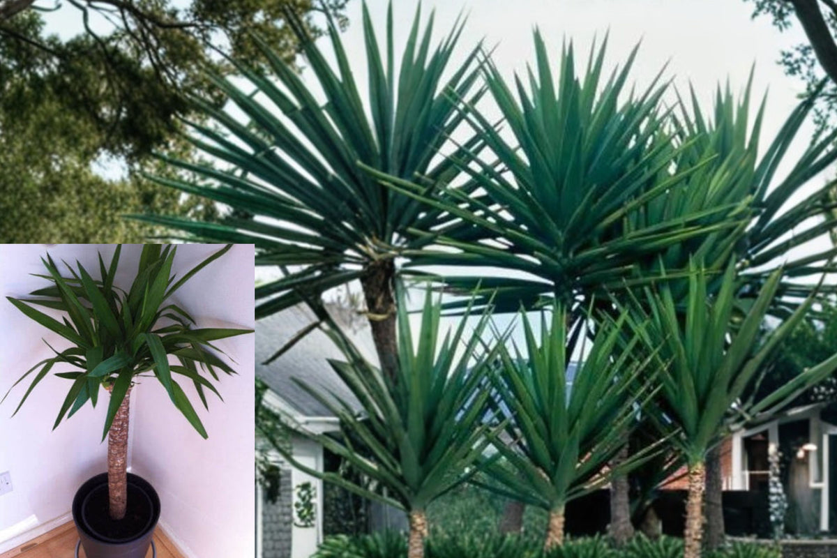 Spineless Yucca Live Plant – 1 Plant in 4-Inch Pot – Yucca elephantipes