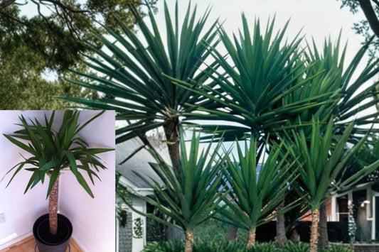 Spineless Yucca Live Plant – 1 Plant in 4-Inch Pot – Yucca elephantipes