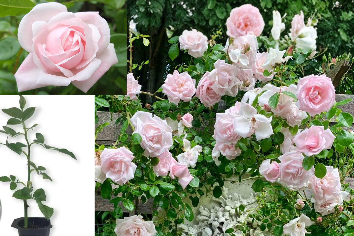 New Dawn Rose Live Plant, Pink Rose Starter in 4 Inch Pot, Climbing Rose Garden Plant, Flowering Rose Bush