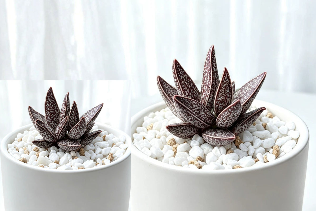 Adromischus Red Taiping Live Succulent Plant 2 Inch Bare Root Rare Collector
