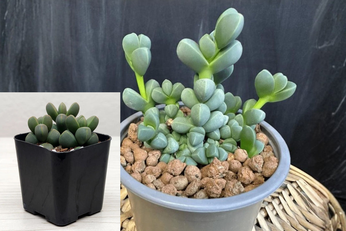Corpuscularia Lehmannii Live Succulent, Ice Plant in 2 Inch Pot, Miniature Jade Plant, Blue Green Indoor Outdoor Succulent