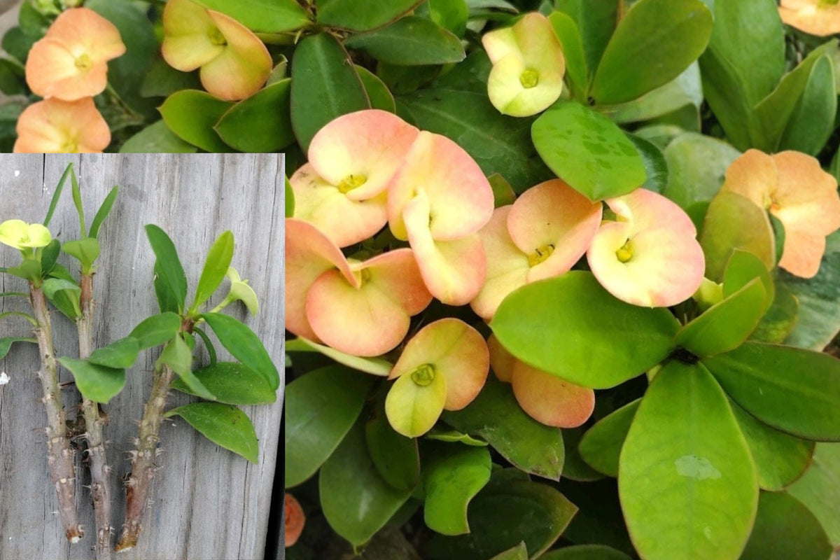 3 Crown of Thorns Cuttings, Yellow Pink Marble Euphorbia Live Plant Starters, Variegated Succulent Flowering Plant, Tropical Garden Plant
