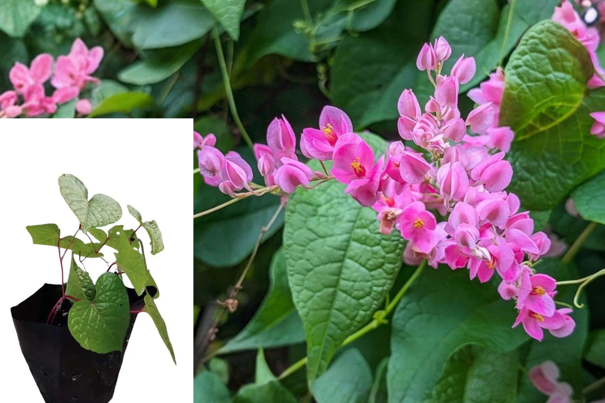 2 Pink Coral Vine Live Plants, Antigonon Leptopus Bare Root Vines, 4–6 Inch Flowering Climbers, Tropical Outdoor Garden Plants