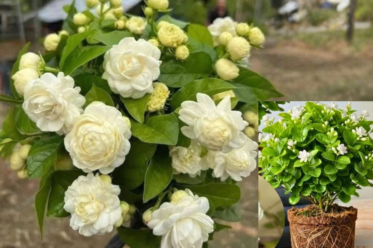 2 Duke of Tuscany Jasmine Live Plants – 5–9 Inch – Jasmine sp.