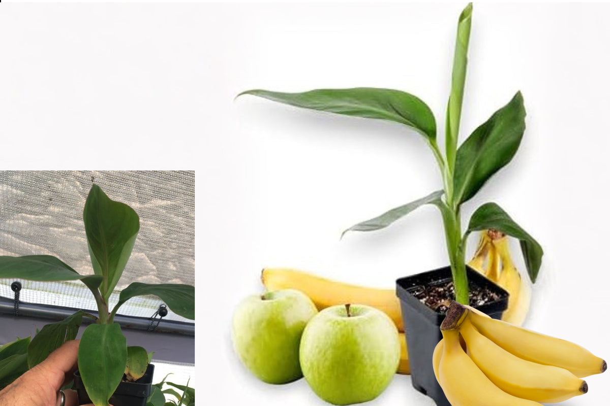 Manzano Apple Banana Live Plant – Musa acuminata