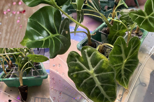 Mystery Alocasia Live Plant – 1 Rooted Plug – Grower’s Choice Aroid