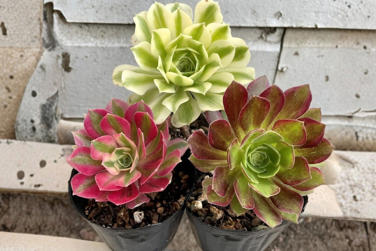 Aeonium Cutting Combo 3 Live Cuttings 2.5 Inch – Anna, Pink Witch & Meybach