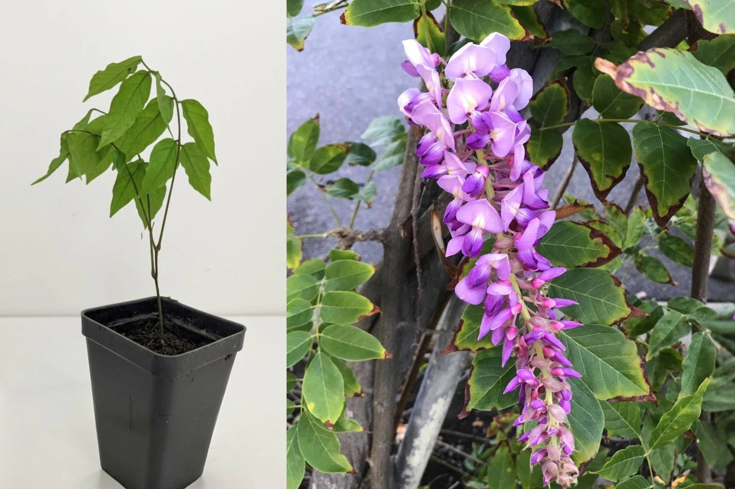 Amethyst Falls Wisteria Live Plant – 1 Plant – Approx. 5" Tall