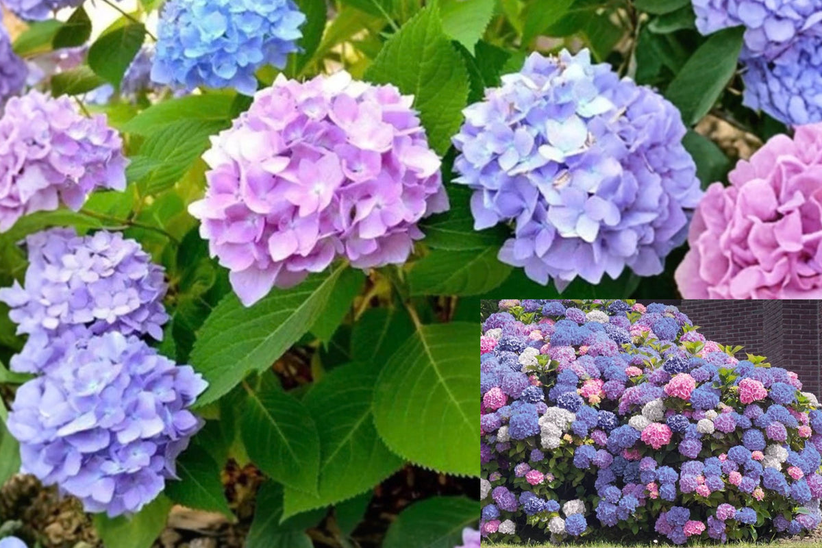Penny Mac Hydrangea Live Plant – 4-Inch Pot-Grown – Hydrangea macrophylla