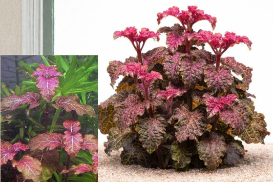 Hyptis lorentziana Purple Mint – 3 Live Aquatic Plant Stems – Submerged Grown
