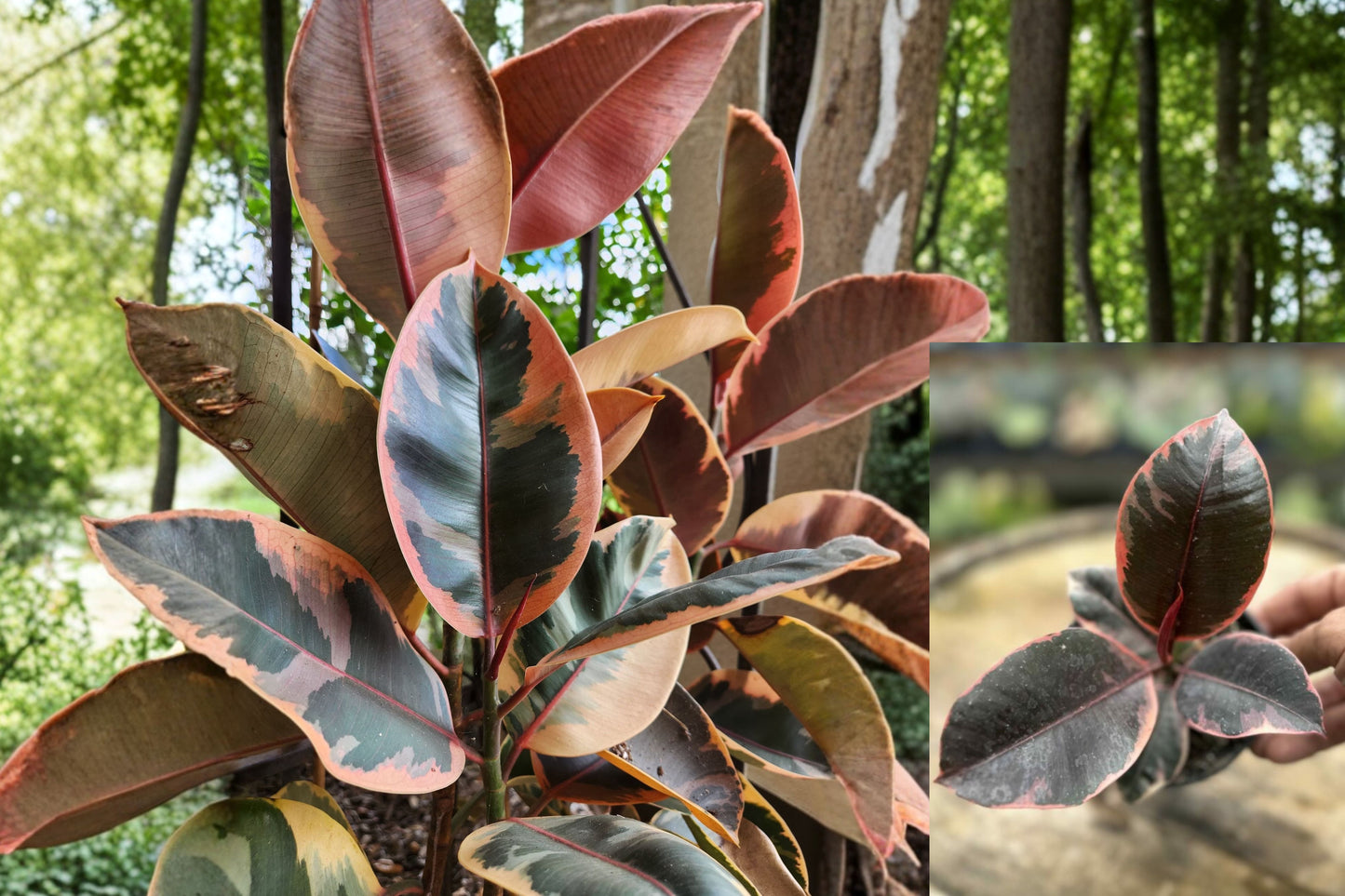Rubber Plant Ruby 1 Live Plant in 4-Inch Pot – Ficus elastica ‘Ruby’