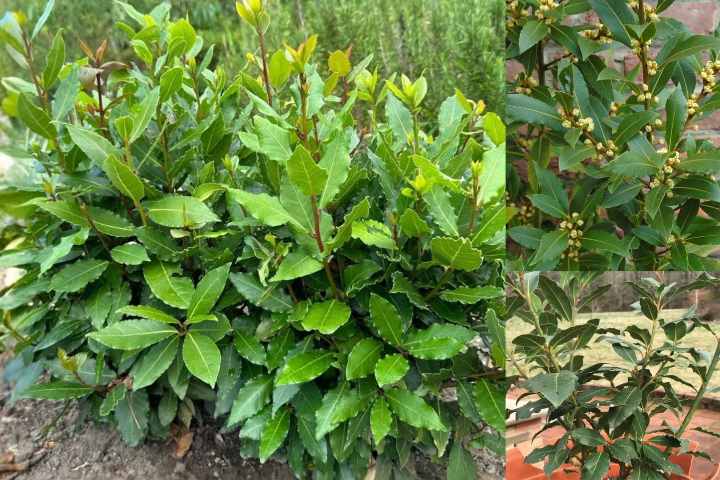Bay Leaf Tree 1 Live Plant – 4 Inches Tall, Rooted, No Pot – Laurus nobilis