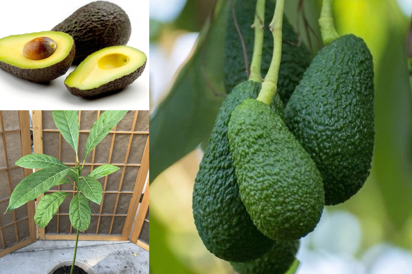 Avocado Tree 20" Live Starter Plant – Persea – Trimmed, No Pot