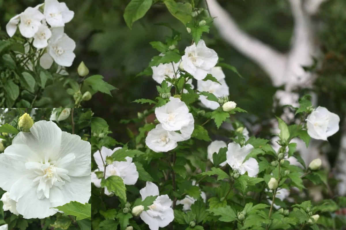 White Rose of Sharon Live Plant – Quart Pot – Hibiscus syriacus