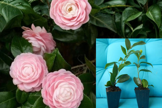 Otome Camellia Live Plant – 1 Starter in 3-Inch Pot, Camellia japonica