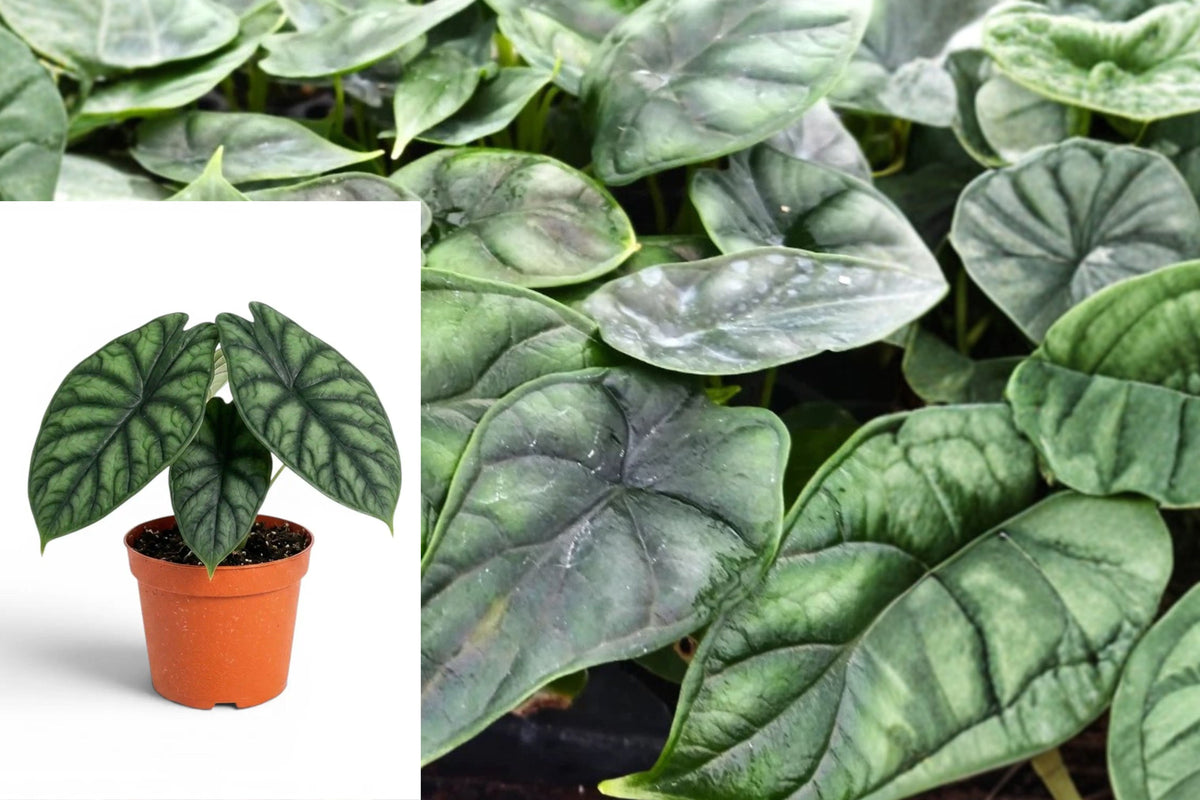 2 Live Alocasia Dragon Scale Plants, 4–6 Inch Tropical Foliage Starters, Green Textured Houseplants, Ships Without Pots