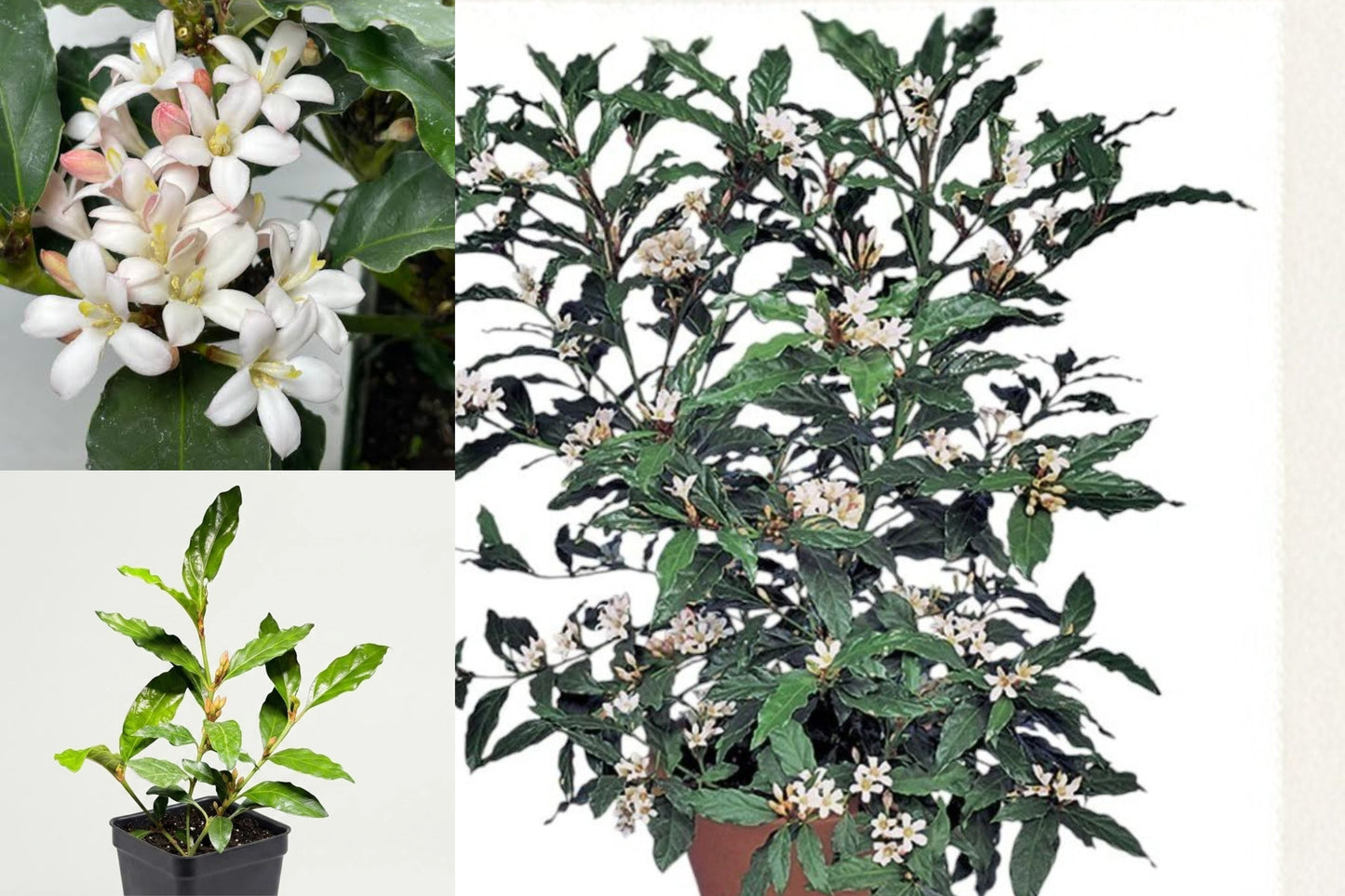 African Gardenia Live Plant – Mitriostigma axillare – Fragrant Houseplant