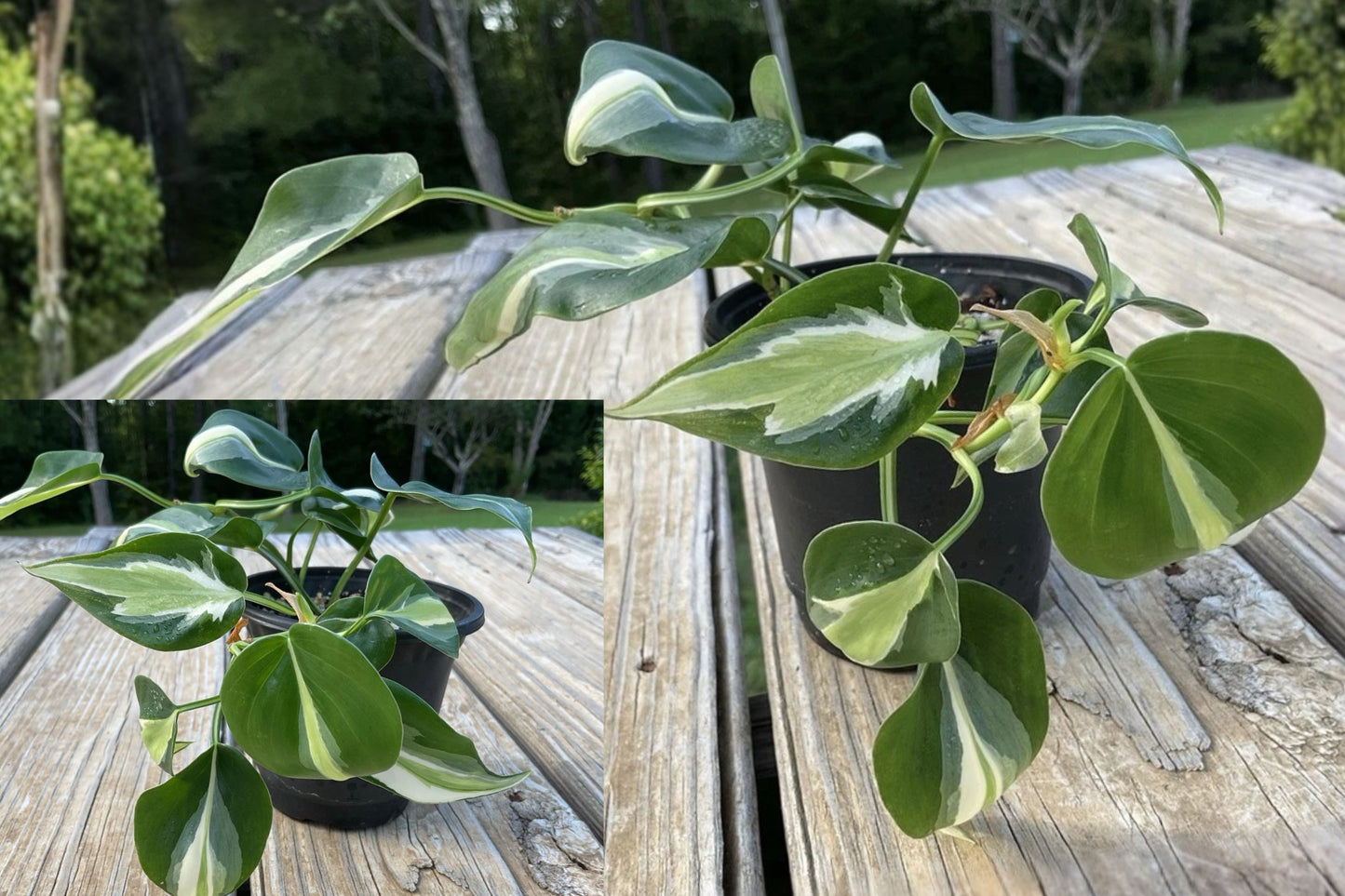 Philodendron Silver Stripe Live Plant – 4" Pot – Climbing Houseplant