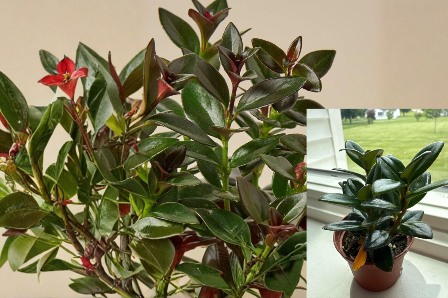 Black Goldfish Plant Live – 1 Plant in 4-Inch Pot – Nematanthus