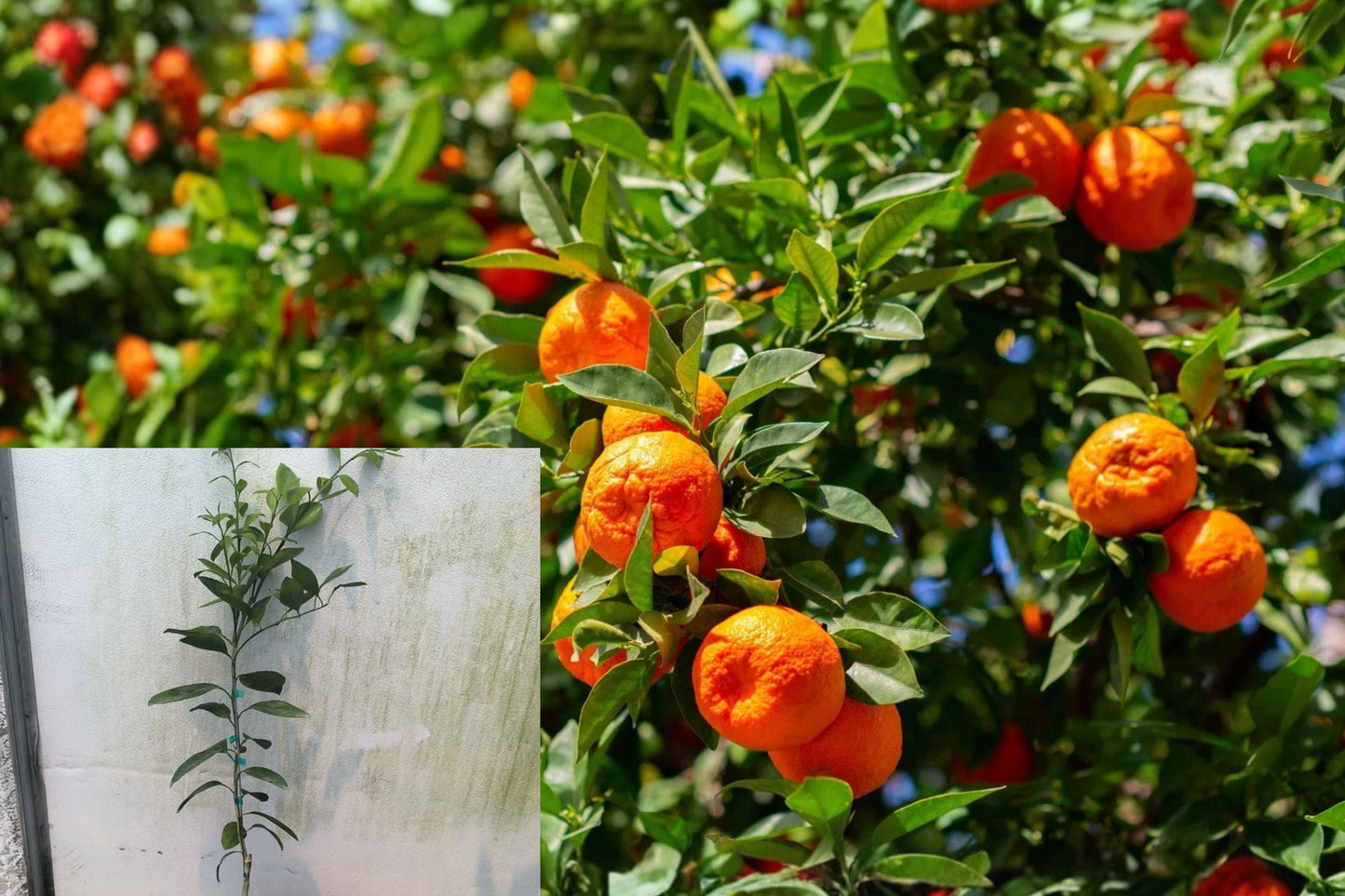 Owari Satsuma Mandarin Live Grafted Citrus Tree – 3–4 ft – Citrus unshiu