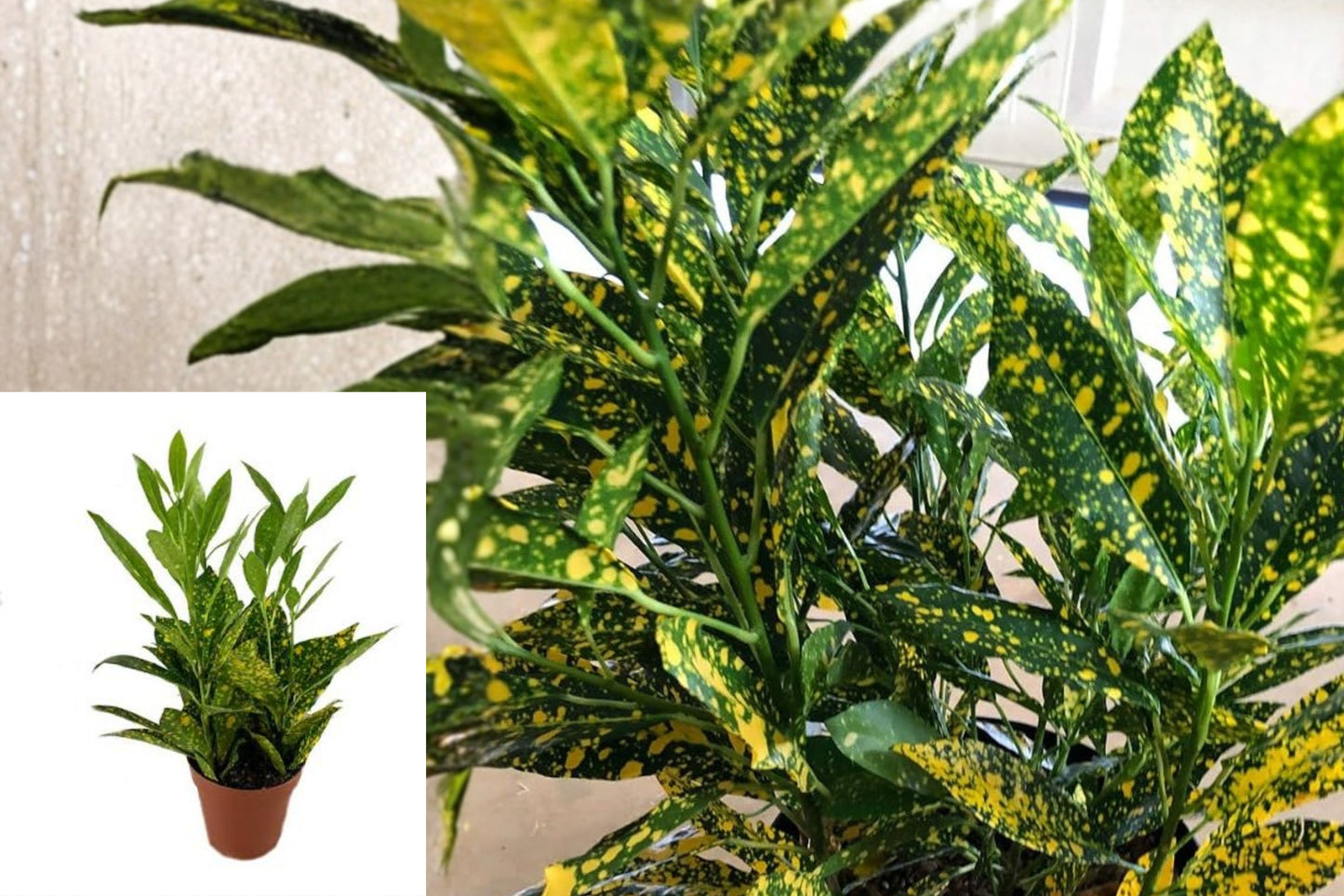 Croton Gold Dust Live Plant – 4" Indoor Houseplant – Codiaeum