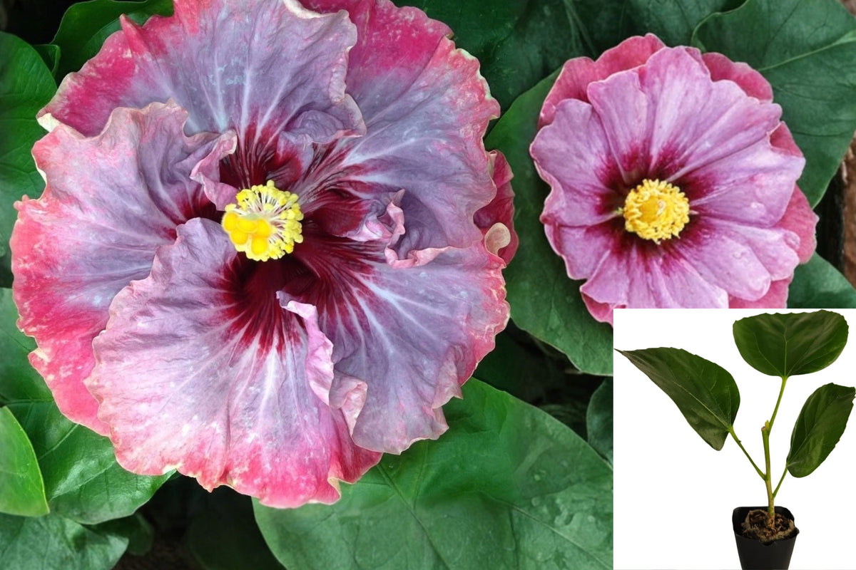 Hibiscus Cajun Color 'Dark Princess' Live Plant – 1 Starter Plant – Hibiscus sp.