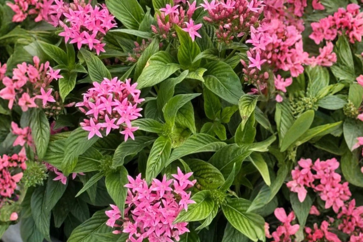 Orchid Illusion Pentas Live Plants – 2 Plants, 4–6 Inches (Pentas lanceolata)
