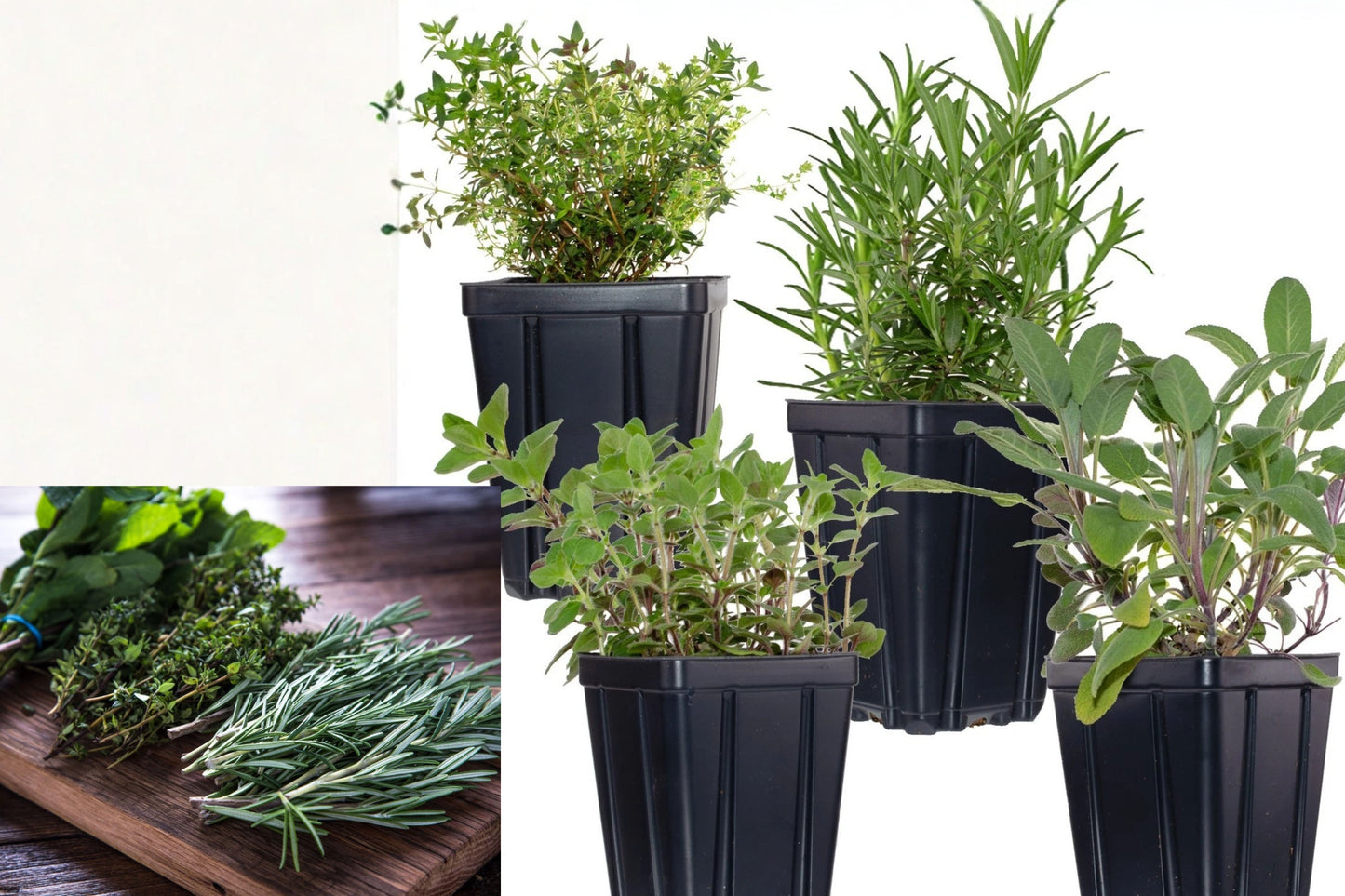 4 Live Herb Plants – Rosemary, Sage, Thyme & Oregano – Quart Pots
